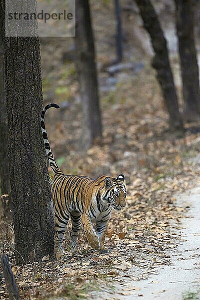 Indischer Tiger (Panthera tigris tigris)  Königstiger  Bengaltiger  Tiger  Raubkatzen  Raubtiere  Säugetiere  Tiere  Indian Tiger adult  scent marking tree trunk with urine  Kanha N. P. Madhya Pradesh  India  March
