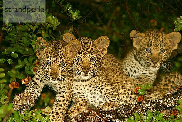 Afrikanischer Leopardnische Leoparden (Panthera pardus)  Raubkatzen  Raubtiere  Säugetiere  Tiere  Leopard Three cubs  2 months  Sabi Sands Game Reserve  South Africa  2 Monate