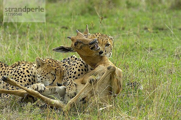 Gepard (Acinonyx jubatus) zwei unreife Männchen  töten Topikalb  Masai Mara  Kenia  Afrika