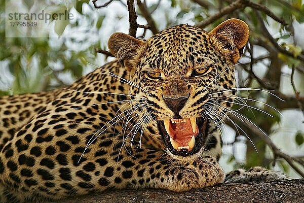 Afrikanischer Leopard (Panthera pardus pardus)  erwachsenes Männchen  Nahaufnahme des Kopfes  knurrend  auf Ast im Baum ruhend  Sabi Sand Game Reserve  Greater Kruger N. P. Provinz Mpumalanga  Südafrika  Mai