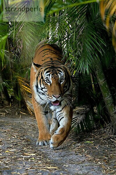 Malaysia-Tiger  Malayischer Tiger  Malaysischer Tiger (Panthera tigris jacksoni)  Jackson-Tiger  Malaiischer Tiger  Tiger  Raubkatzen  Raubtiere  Säugetiere  Tiere  Malayan Tiger adult  walking (captive)