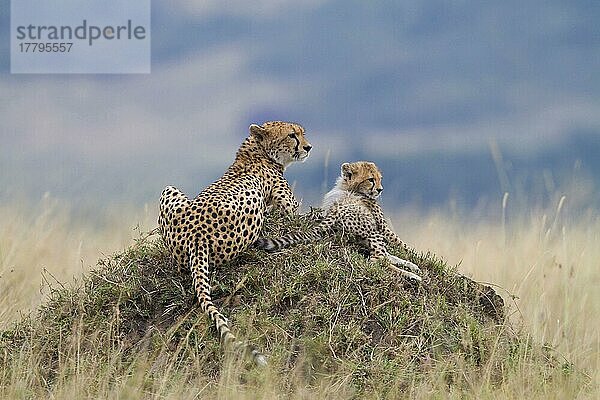 Gepard (Acinonyx jubatus)  erwachsenes Weibchen mit Jungtier  auf Termitenhügel ruhend  Masai Mara  Kenia  August  Afrika