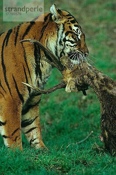 Indischer Tiger (Panthera tigris)  Königstiger  Bengaltiger  Tiger  Raubkatzen  Raubtiere  Säugetiere  Tiere  Indian Tiger Close-up  female with prey (S) mit Beute