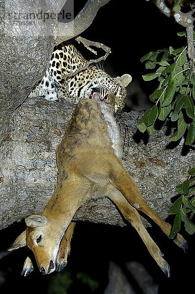 Afrikanischer Leopardnische Leoparden (Panthera pardus)  Raubkatzen  Raubtiere  Säugetiere  Tiere  Leopard adult  feeding on Puku (Kobus vardonii) in tree at night  South Luangwa N. P. Zambia
