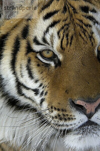 Sibirischer Tiger (Panthera tigris altaica)  Sibirische Tiger  Amurtiger  Tiger  Raubkatzen  Raubtiere  Säugetiere  Tiere  Siberian Tiger adult  close-up of face