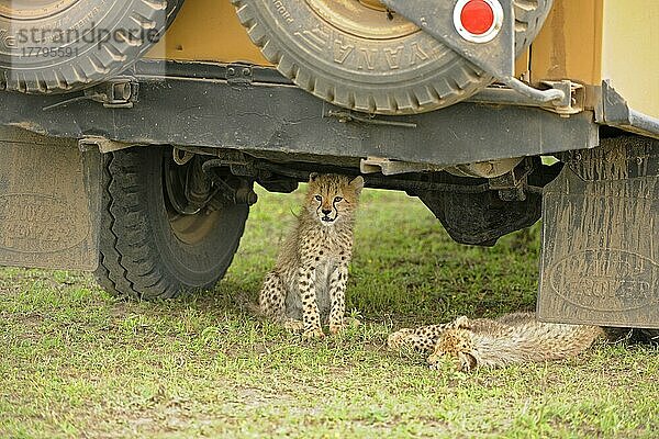 Gepard (Acinonyx jubatus) zwei Jungtiere  die sich unter einem Land Rover-Safari-Fahrzeug ausruhen  Serengeti N. P. Tansania