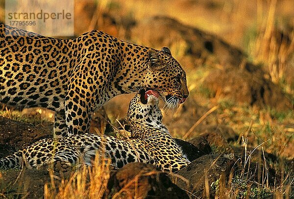 Afrikanischer Leopard (Panthera pardus pardus)  erwachsenes Weibchen mit Jungtier  gegenseitige Fellpflege