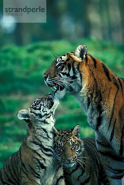 Indischer Tiger (Panthera tigris)  Königstiger  Bengaltiger  Tiger  Raubkatzen  Raubtiere  Säugetiere  Tiere  Indian Tiger Close-up  female sitting with 6 month old cubs (S)