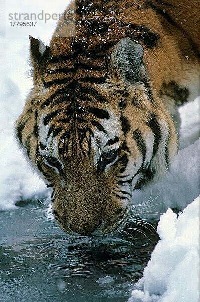 Sibirischer Tiger (Panthera tigris altaica)  Sibirische Tiger  Amurtiger  Tiger  Raubkatzen  Raubtiere  Säugetiere  Tiere  Siberian Tiger close-up of head  drinking  snow