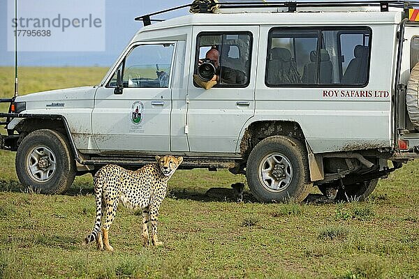 Gepard (Acinonyx jubatus)  erwachsenes Weibchen  mit im Schatten ruhenden Jungtieren unter dem Safarifahrzeug mit Fotograf  Serengeti N. P. Tansania