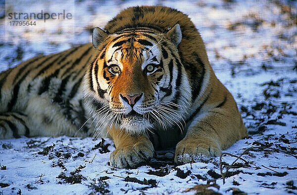 Sibirischer Tiger (Panthera tigris altaica)  Sibirische Tiger  Amurtiger  Tiger  Raubkatzen  Raubtiere  Säugetiere  Tiere  Siberian Tiger Male in snow  Russian Far East