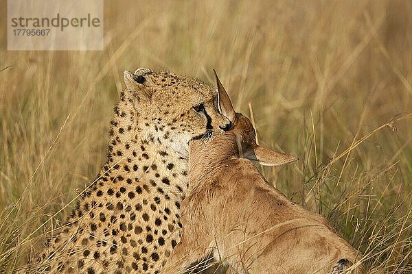 Gepard (Acinonyx jubatus) ausgewachsen  tötet Topi (Damaliscus lunatus) -Kalb  hält Beute an der Kehle  Masai Mara  Kenia  August  Afrika