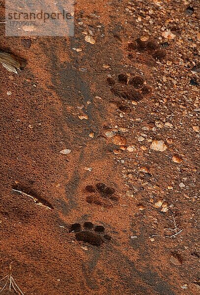 Afrikanischer (Panthera pardus pardus) Leopardnische Leoparden  Raubkatzen  Raubtiere  Säugetiere  Tieren Leopard fresh footprints  Tsavo West N. P. Kenya  november