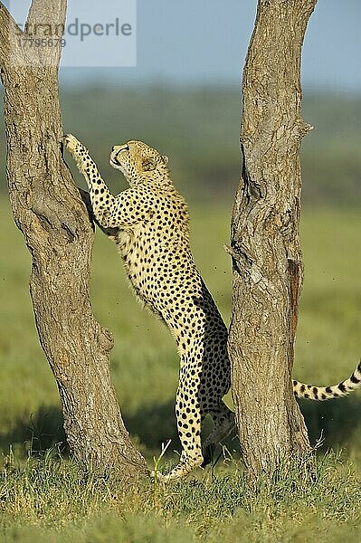 Gepard (Acinonyx jubatus) erwachsenes Männchen  klettert auf Baumstamm  Serengeti N. P. Tansania