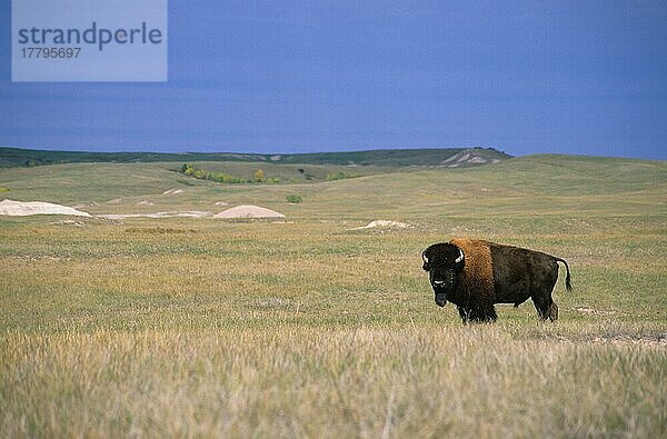 Amerikanischer Bison (Bisonbison) stehend  Badlands NP. South Dakota (größtes geschütztes Grasland in den USA)