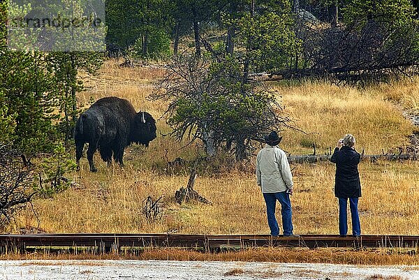 Erwachsener nordamerikanischer Bison (Bisonbison)  beobachtet von Touristen  die auf der Strandpromenade stehen  Yellowstone N. P. Wyoming (U.) S. A. September