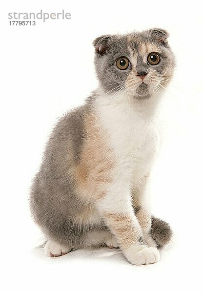 Hauskatze  Scottish Fold  blau-weiß schildpatt  erwachsen  sitzend