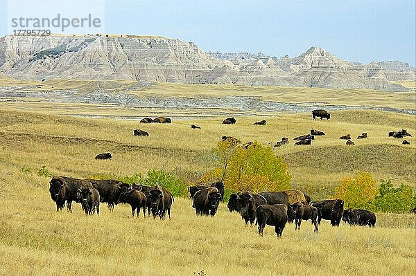 Nordamerikanische Bisonherde (Bos bison) im Lebensraum Prärie  Sage Creek Wilderness  Badlands N. P. South Dakota (U.) S. A