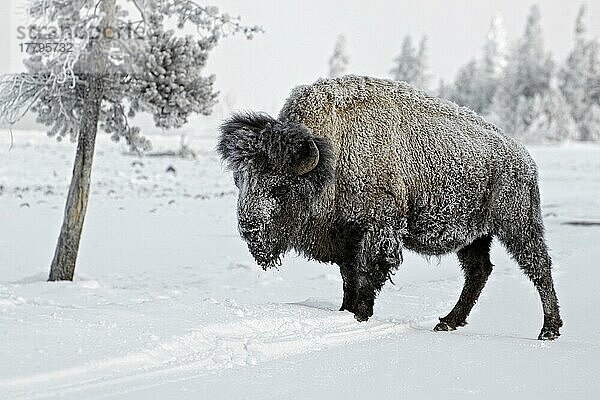 Nordamerikanischer Bison (Bison bison)  erwachsener Mann  steht auf schneebedeckter Straße  Yellowstone N. P. Wyoming (U.) S. A. Februar