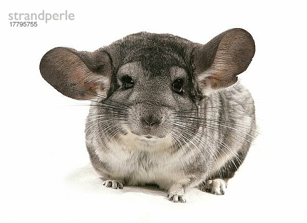 Chinchilla (Chinchilla sp.) grauer Erwachsener  sitzend