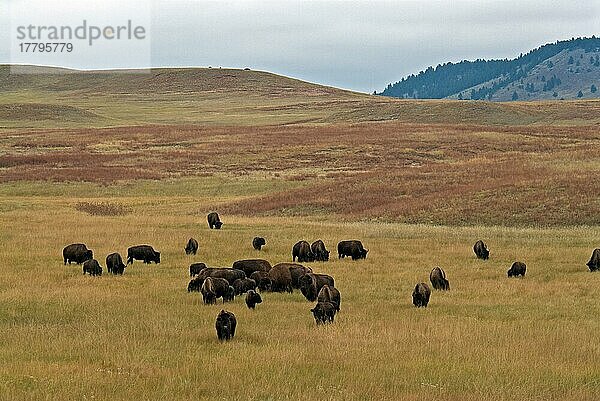 Nordamerikanische Bison-Herde (Bison-Bison)  weidet in hügeliger Prärie  Wind Cave N. P. Black Hills  South Dakota (U.) S. A. September