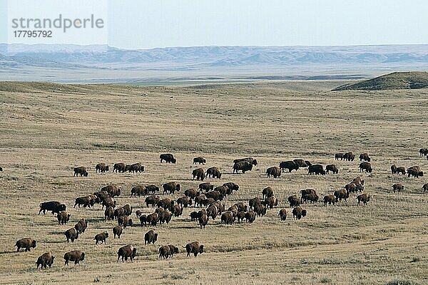 Ausgewachsene Männchen  Weibchen und Kälber von Plains Bison (Bison-Bison-Bison)  Herde zu Fuß im Kurzgras-Präriehabitat  Westblock  Grasland N. P. Süd-Saskatchewan  Kanada  Oktober  Nordamerika