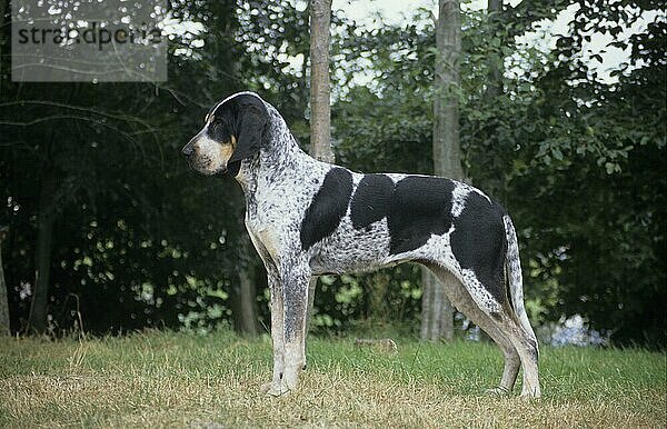 Haushund  Grand Bleu De Gascogne (Frankreich) (Spürhund) Stehend