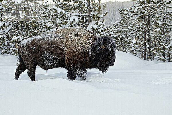 Nordamerikanischer Bison (Bison bison)  erwachsenes Männchen  im Schnee laufend  Yellowstone N. P. Wyoming (U.) S. A. Februar