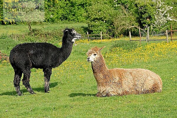 Alpaka (Lama pacos)  erwachsen  als Haustier gehalten  im Paddock  Hertfordshire  England  Großbritannien  Europa