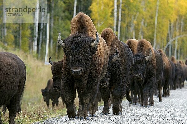 Herde Bisons (Bos bison athabascae)  zu Fuß auf dem Highway  Muskwa Mountains  Muskwa Kechika  Northern Rockies  B. C. Kanada  Herbst