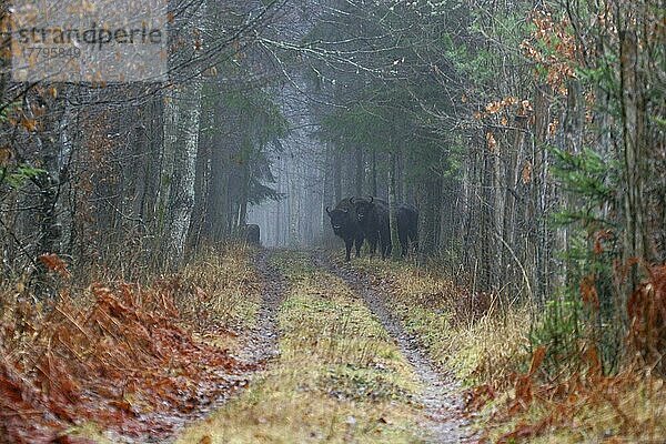 Erwachsener Europäischer Bison (Bison bonasus)  stehend auf nebliger Spur im Waldlebensraum  Bialowieza-Urwald  Nordostpolen  Winter