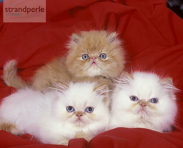 Hauskatze  Perser  drei Kätzchen