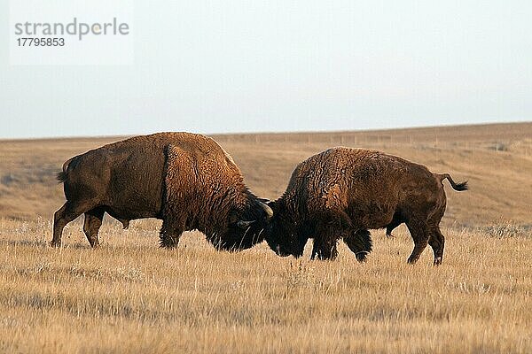 Plains Bison (Bison-Bison-Bison) zwei erwachsene Männchen  kämpfen in der Kurzgras-Prärie  Westblock  Grasland N. P. Süd-Saskatchewan  Kanada  Oktober  Nordamerika