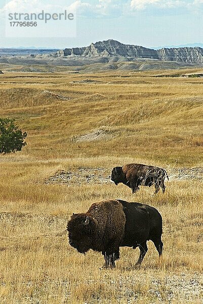 Nordamerikanischer Bison (Bison bison) zwei erwachsene Männchen  stehend im Präriehabitat  Sage Creek Wilderness  Badlands N. P. South Dakota (U.) S. A. September