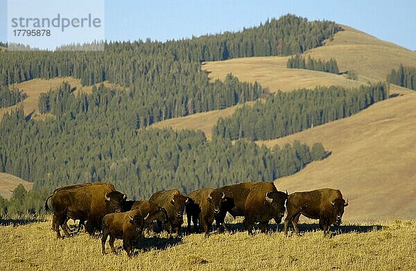 Nordamerikanischer Bison (Bos bison) Herde in Lebensraum  Yellowstone N. P. (U.) S. A