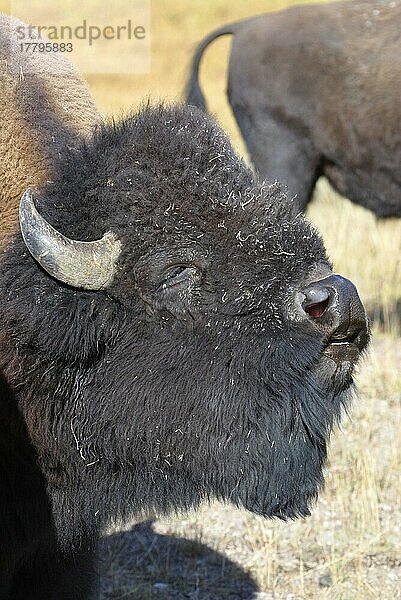 Bison  Bisons (Bos bison)  Huftiere  Paarhufer  Rinder  Säugetiere  Tiere  Bison -male flehmen (sniffing for female) Yellowstone Nat Pk USA