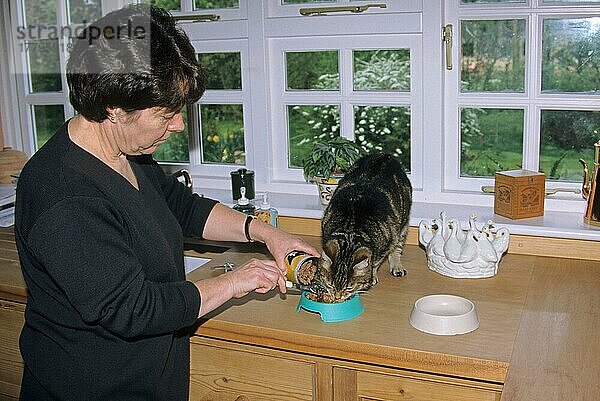 Besitzerin füttert Hauskatze auf Anrichte in Küche