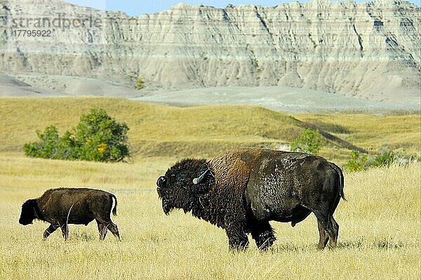 Nordamerikanischer Bison (Bos bison) reifes männliches Männchen  das Luft riecht  in der Nähe des Kalbes  Sage Creek Wilderness  Badlands N. P. South Dakota (U.) S. A