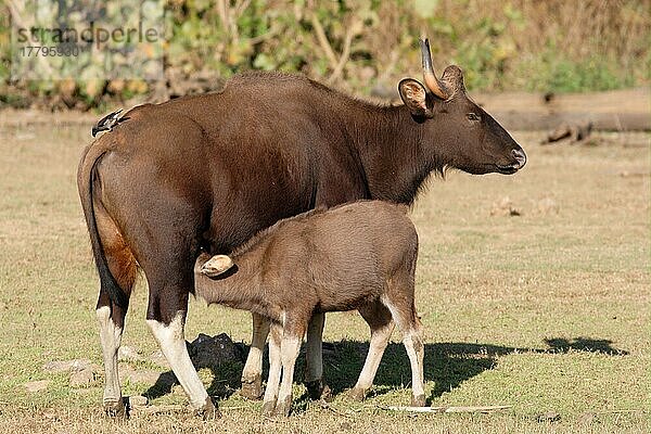 Gaur (Bos gaurus) erwachsenes weibliches Milchkalb  mit Jungle Myna (Acridotheres fuscus)  Nagarhole (Rajiv Ganghi N. P.)  Karnataka  Indien  Februar  Asien