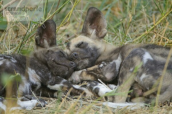 Afrikanischer Wildhundnische Wildhunde  Hyänenhund  Hyänenhund  Hyänenhunde (Lycaon pictus)  Hyänenhunde  Hundeartige  Raubtiere  Säugetiere  Tieren Wild Dog two pups  sleeping together  Mashatu Game Reserve  Tuli Block  Botswana  Afrika