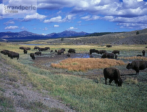 Yellowstone (S) Bison (Bisonbison) im Hayden Valley  Yellowstone NP. USA
