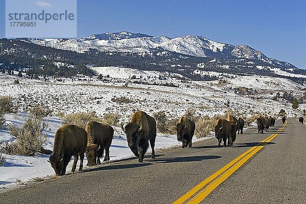 Bisonherde wandert entlang der Straße im Yellowstone-Nationalpark