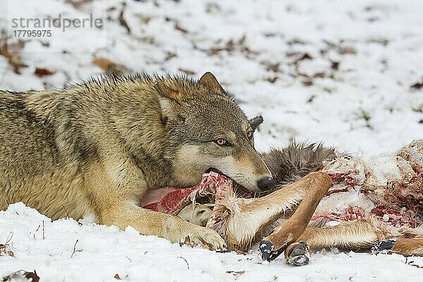 Grauer Wolf (Canis lupus)  erwachsenes Weibchen  ernährt sich von Weißwedelhirsch (Odocoileus virginianus)  der im Schnee Beute macht  Minnesota  U. S. A. Januar (in Gefangenschaft)