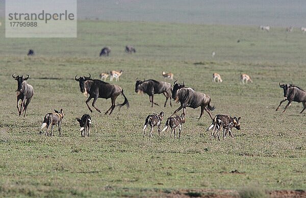 Afrikanischer Wildhundnische Wildhunde  Hyänenhund  Hyänenhunde (Lycaon pictus)  Hundeartige  Raubtiere  Säugetiere  Tieren Wild Dog adults  pack walking across grassland habitat with Blue Wildebeest Conno