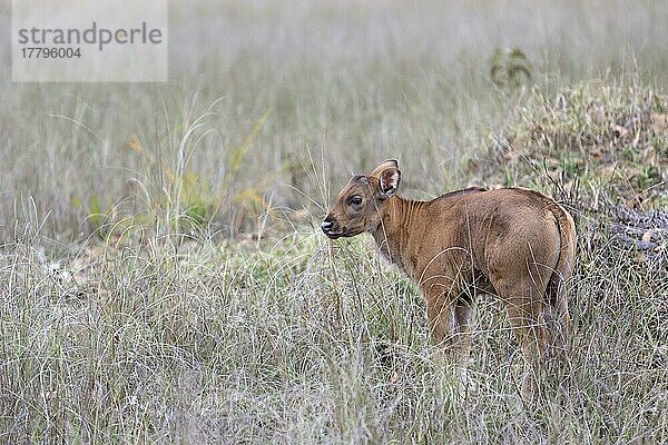 Gaur (Bos gaurus) jung  im Gras stehend  Kanha N. P. Madhya Pradesh  Indien  März  Asien