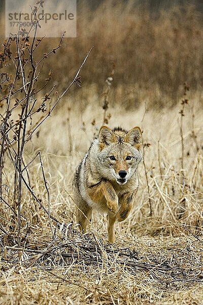 Kojote  Kojoten (Canis latrans)  Coyote  Coyoten  Präriewolf  Hundeartige  Raubtiere  Säugetiere  Tiere  Coyote adult  running and leaping (U.) S. A