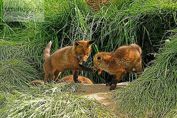 Rotfuchs  Rotfüchse (Vulpes vulpes)  Fuchs  Füchse  Hundeartige  Raubtiere  Säugetiere  Tiere  Red Fox Cubs playing  eating chick at den entrance