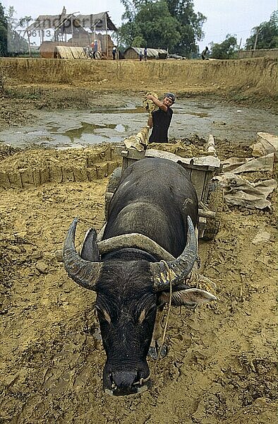 Bubalus arnee f. bubalis  Bubalus bubalis  Asiatischer Wasserbüffel (Bubalus arnee)  Asiatische Wasserbüffel  Büffel  Huftiere  Paarhufer  Rinder  Säugetiere  Tiere  Brick