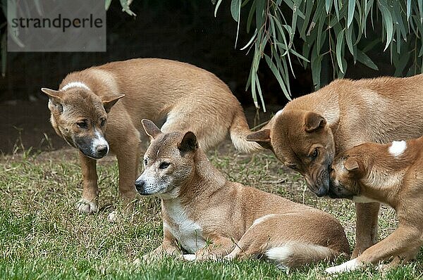 Haushund  Neuguinea Singender Hund (Canis familiaris hallstromi) Erwachsene  interagierend