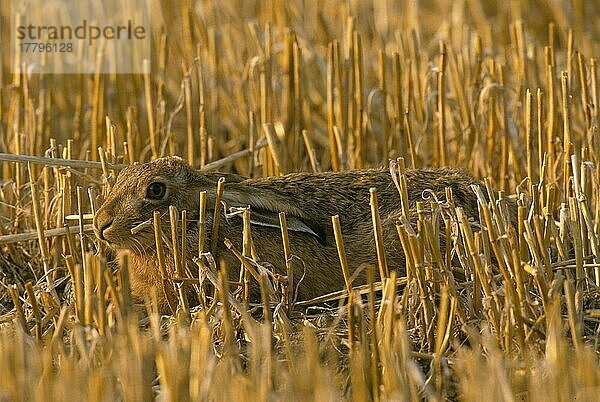 Feldhase (Lepus europaeus) (S) Rastet im Stoppelfeld  Ohren zurückgesteckt  Norfolk  August